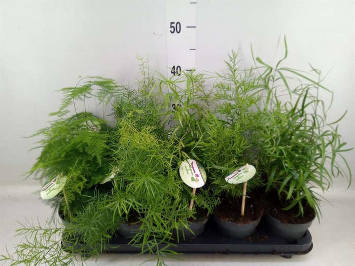 <h4>Asparagus   ...mix</h4>