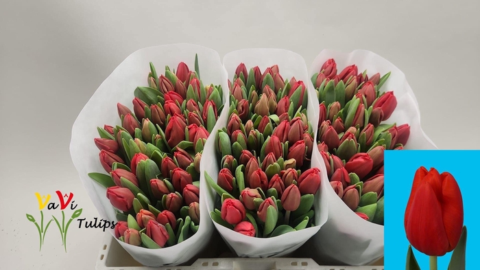 <h4>TU EN ESCAPE</h4>