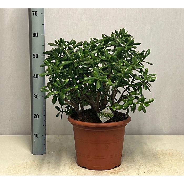 <h4>CRASS OVATA</h4>