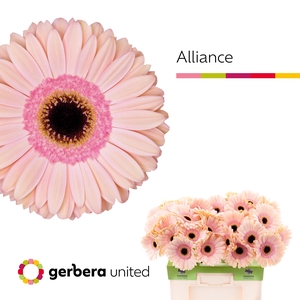 Gerbera Alliance Water