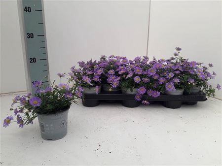 <h4>Brachyscome Brasco Violet</h4>
