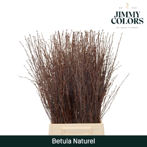 Betula L60 Naturel