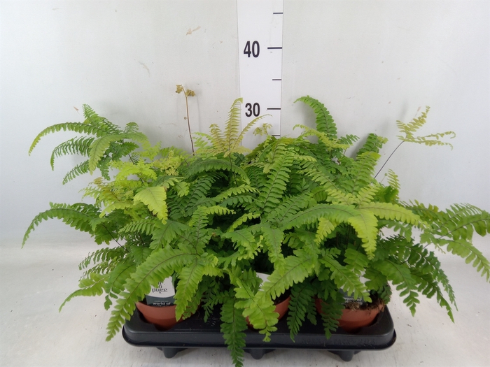 <h4>Adiantum tenerum 'Scutum Roseum'</h4>