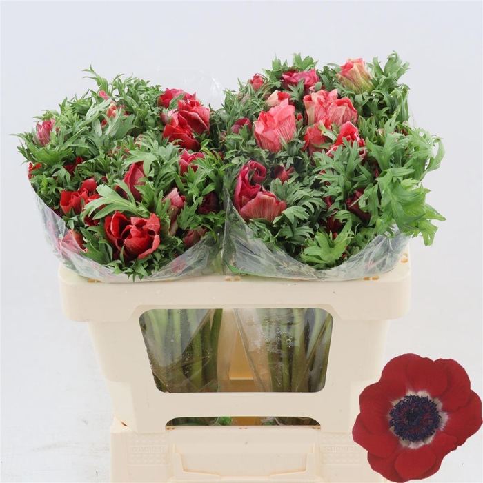 <h4>Anemone Galil Rood</h4>