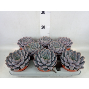 Echeveria  'Orion'