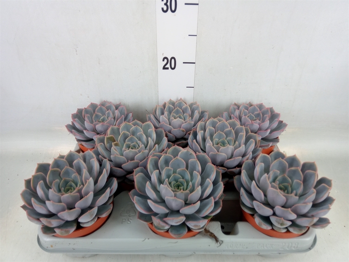 <h4>Echeveria  'Orion'</h4>