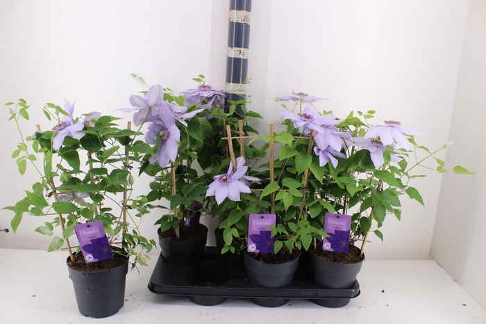 <h4>CLEM BOULEVARD OV</h4>