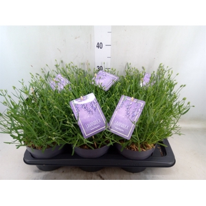 Lavandula angus. 'Essence Pure'