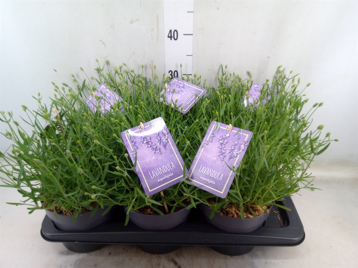 <h4>Lavandula angus. 'Essence Pure'</h4>