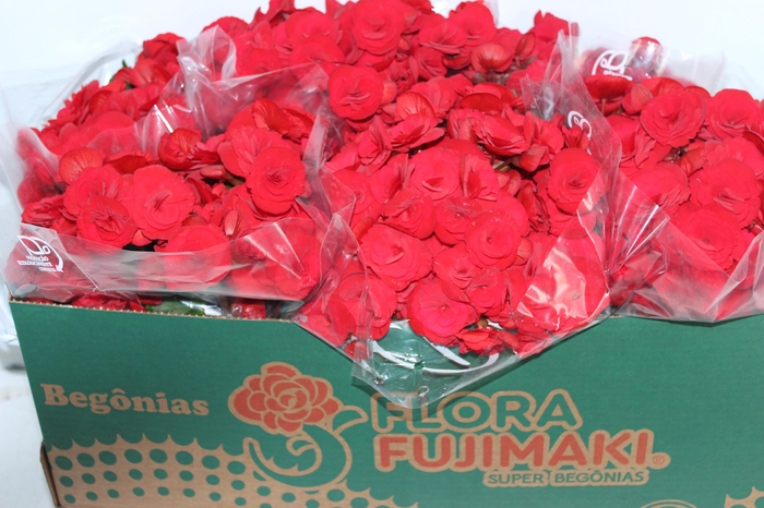 <h4>BEGONIA BALADIN P15</h4>