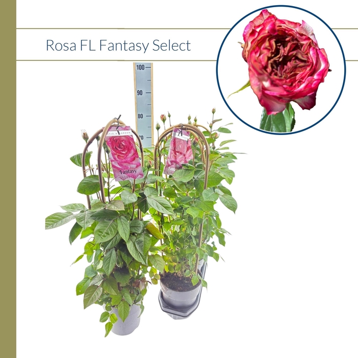 <h4>ROSA FL FANTA SELECT</h4>