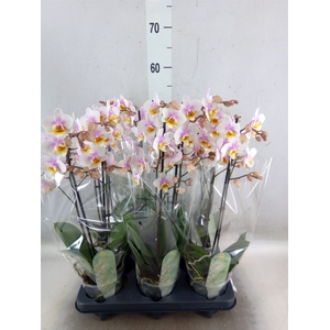 Phalaenopsis multi. 'Ant San Jose'