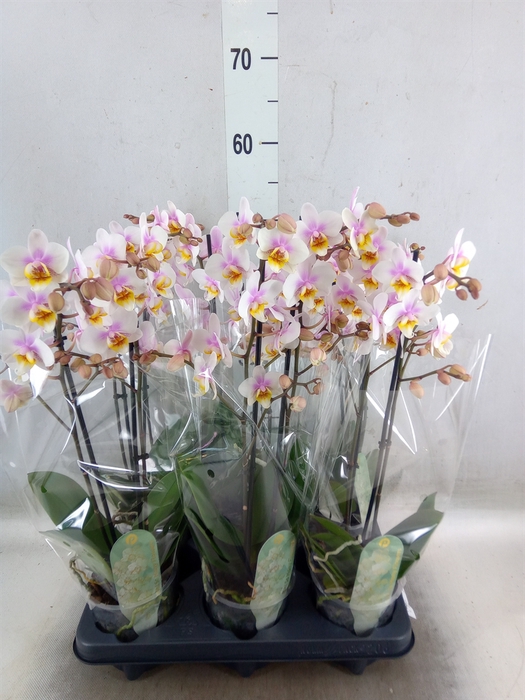 <h4>Phalaenopsis multi. 'Ant San Jose'</h4>