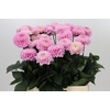 Dahlia Wizard of Oz