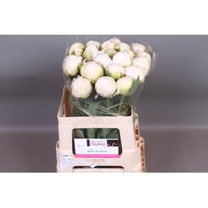 Paeonia Bowl Of Cream | XXL