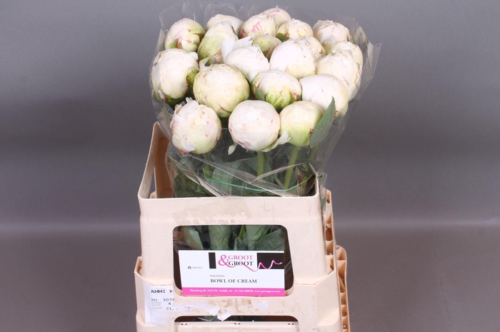 <h4>Paeonia Bowl Of Cream | XXL</h4>