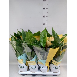 Spathiphyllum  'Diamond'