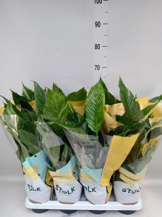 <h4>Spathiphyllum 'Diamond'</h4>