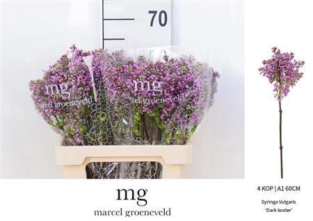 <h4>Syr V Dark Koster</h4>