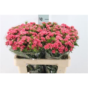 Di Barb It. Double Salmon