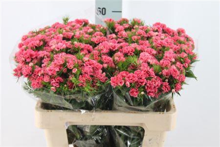 <h4>Di Barb It. Double Salmon</h4>