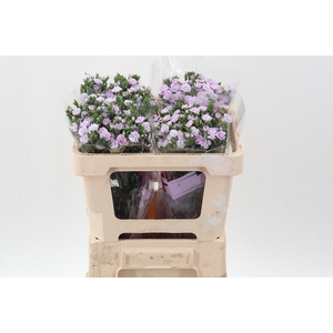 Di Raffine Odile 50cm