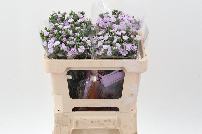 <h4>Di Raffine Odile 50cm</h4>