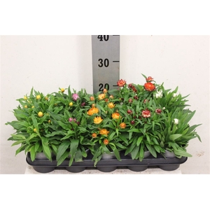 Bracteantha Dreamtime gemengd