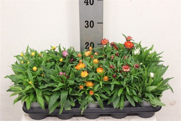 <h4>Bracteantha Dreamtime gemengd</h4>