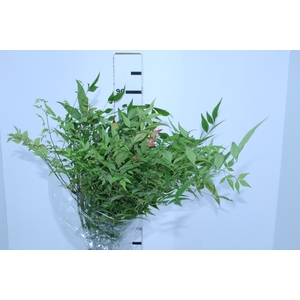 FOLHAGEM NANDINA