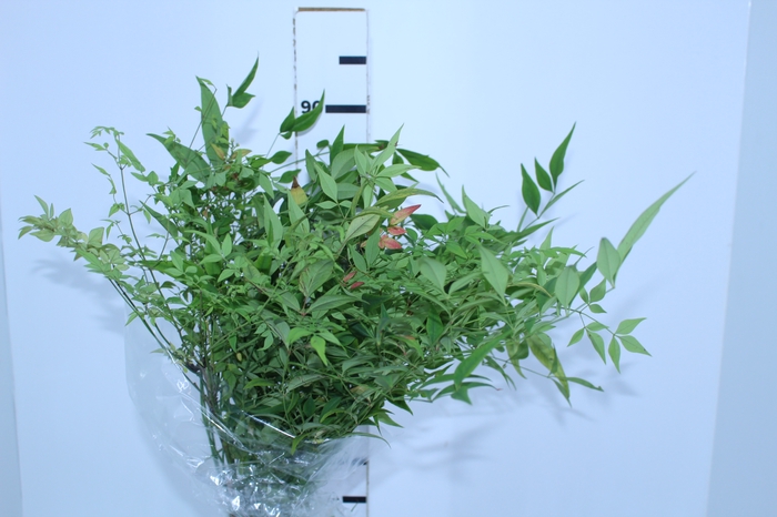 FOLHAGEM NANDINA