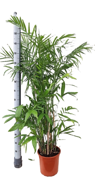 <h4>CHAMAED SEIFRIZII</h4>