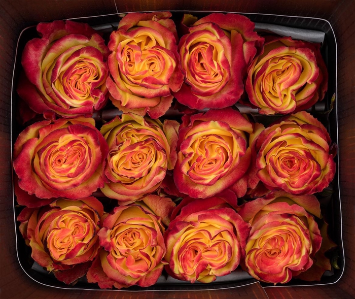 <h4>Rosa Gr High And Yellow Flame</h4>