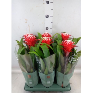 Guzmania  'Hope'