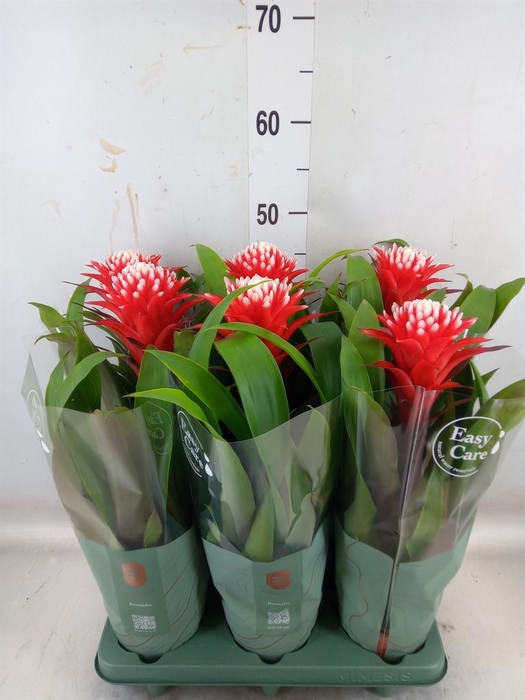 <h4>Guzmania  'Hope'</h4>