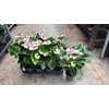 Anthurium Andr. Laguna