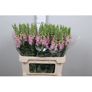 Antir Legend Li Pink