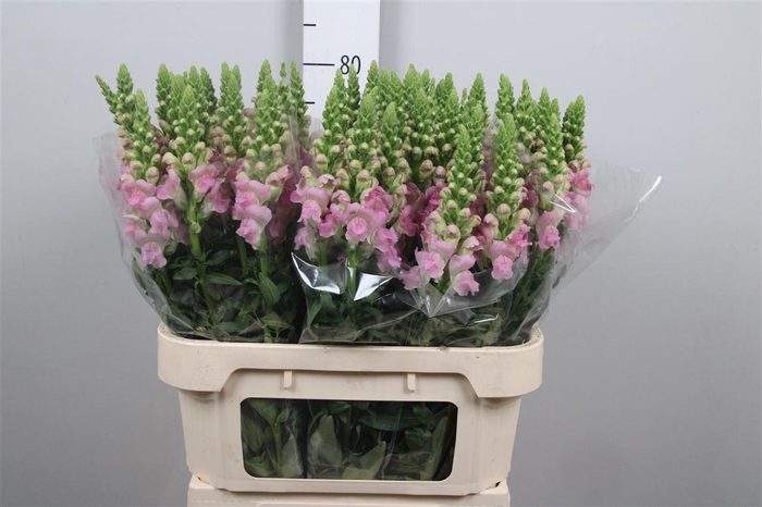 <h4>Antir Legend Li Pink</h4>