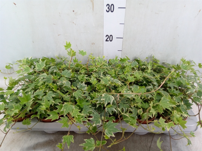 <h4>Hedera helix 'White Ripple'</h4>