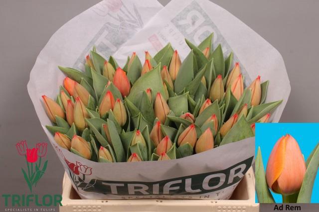 <h4>TU EN AD REM</h4>