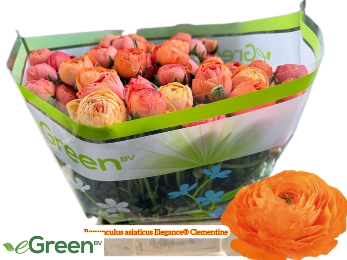 <h4>RANUNCULUS OV</h4>