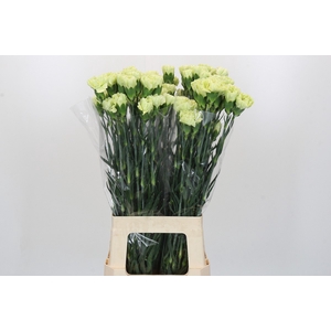 Dianthus St Voragine