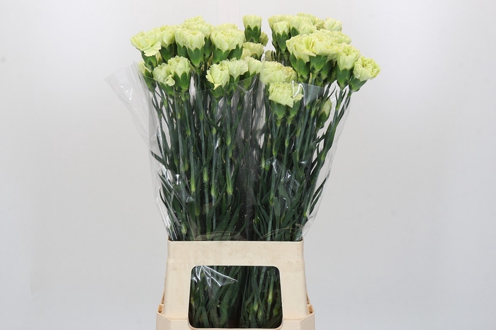 <h4>Dianthus St Voragine</h4>