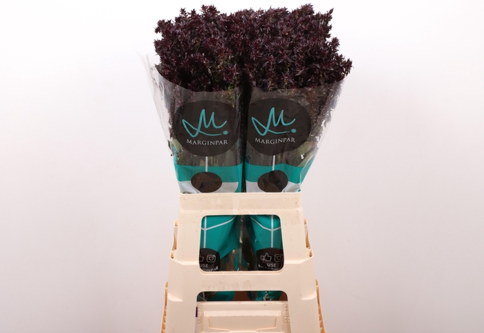 <h4>Phlox P Blind Lion</h4>