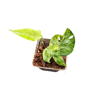 Epipremum Pinnatum Mint