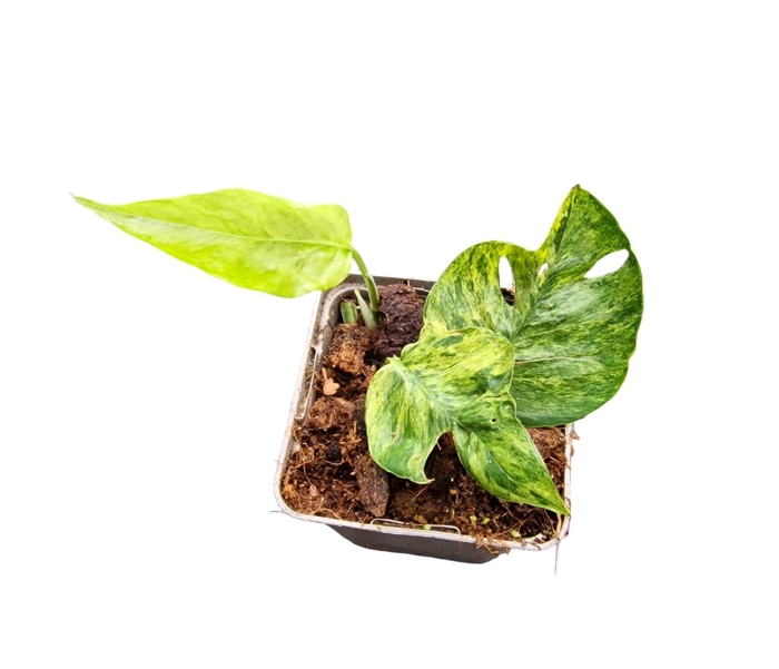 <h4>Epipremum Pinnatum Mint</h4>