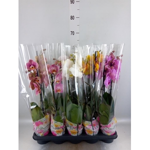 Phalaenopsis   ...