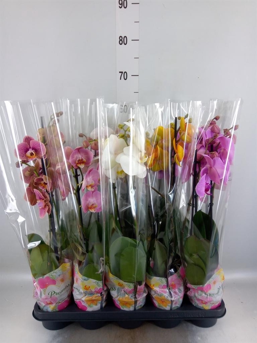 <h4>Phalaenopsis ...</h4>