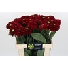 Dahlia Red Fox
