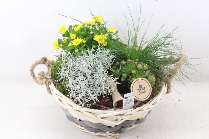 <h4>arr4 Outdoor PL - Mand pioni XL</h4>